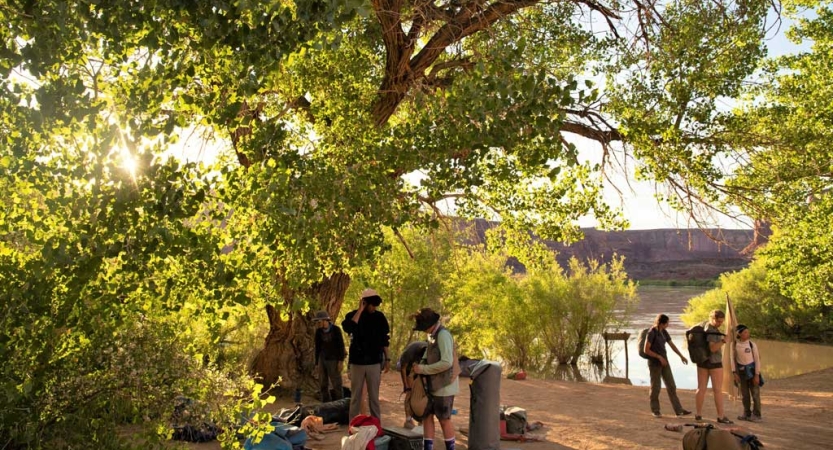 A group of people gather under a tree by a body of water. 